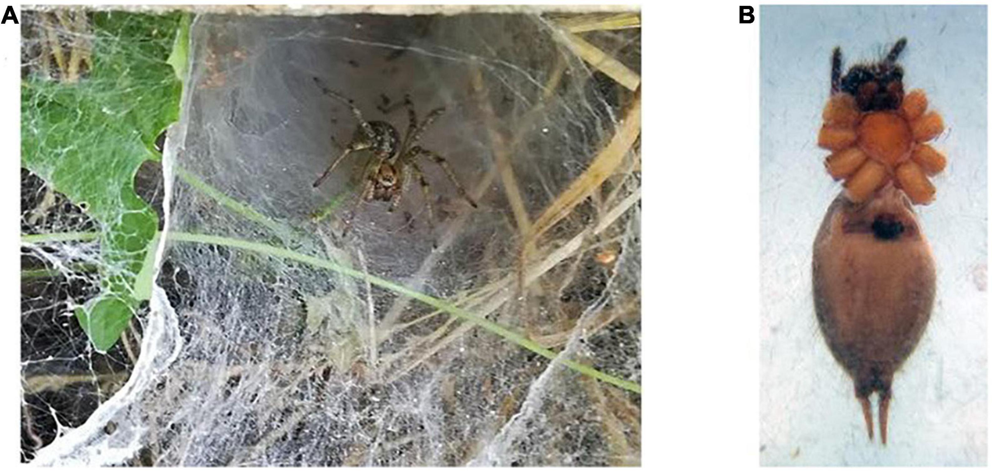 Alleviation of cognitive deficits in a rat model of glutamate-induced excitotoxicity, using an N-type voltage-gated calcium channel ligand, extracted from Agelena labyrinthica crude venom